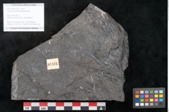 Foto (Objekt + Etikett) von Thinnfeldia gracilis Ettingshausen (NHMW-GEO-2024-0188-10315)